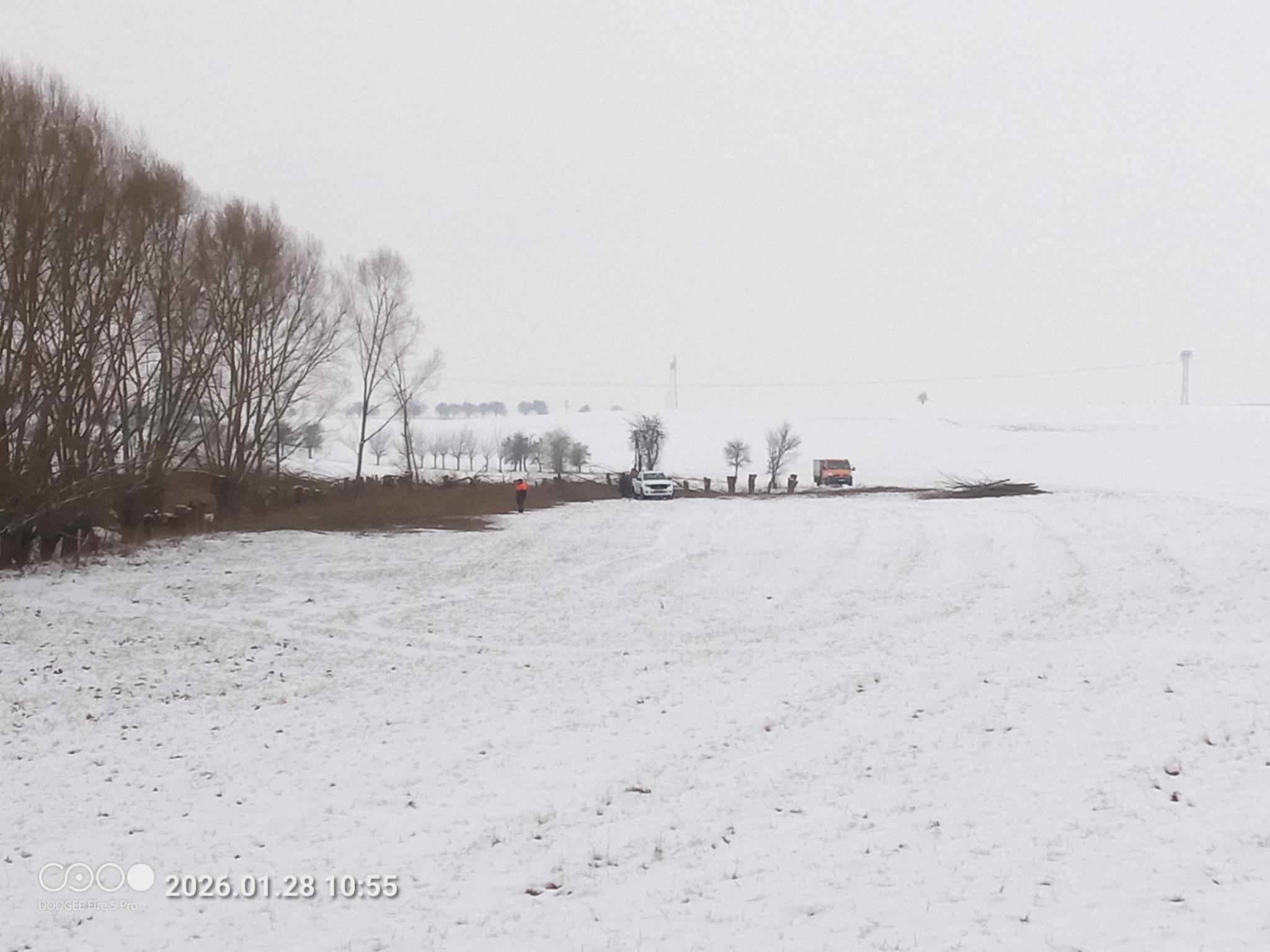 Kopfweiden nach der Durchführung der Pflege