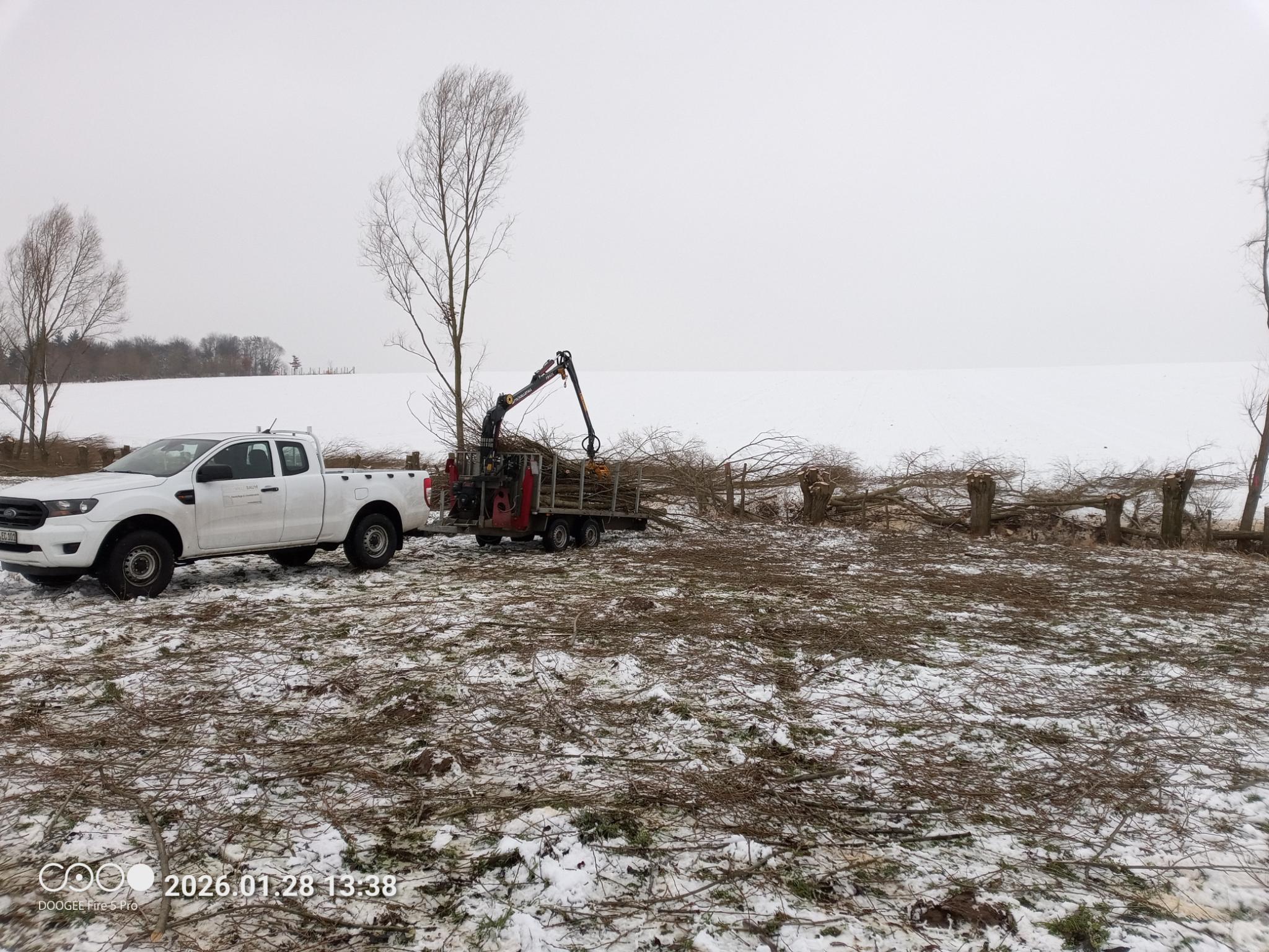 Kopfweiden nach der Durchführung der Pflege